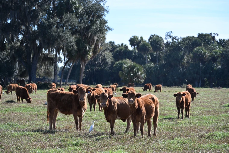 Adams Ranch cattle