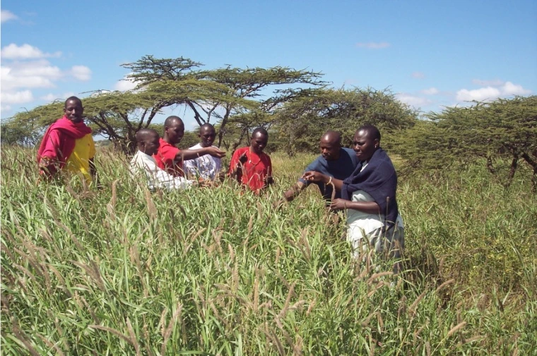 Maasai in grass